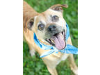 Adopt Hubert a Mixed Breed