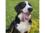 Adopt Benjamin a Bernese Mountain Dog