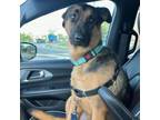 Adopt Augie a German Shepherd Dog, Mixed Breed