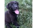 Adopt Chromie a Mixed Breed