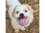 Adopt Dusky a Shih Tzu, Mixed Breed