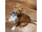 Adopt Noe a Mixed Breed