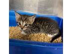 Adopt Skipjack a Domestic Short Hair