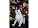 Adopt Thor a Domestic Short Hair