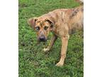 Adopt Otis a Shepherd