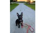 Adopt Buzz a Pit Bull Terrier
