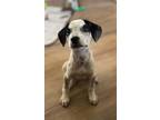 Adopt Bobo a Bluetick Coonhound
