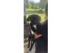 Adopt Gerald a Labrador Retriever