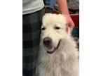 Adopt Goose a Great Pyrenees