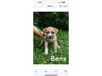 Adopt Benz-Tessie a Mixed Breed