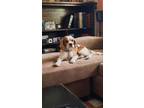 Adopt Freckles a Cavalier King Charles Spaniel, Cocker Spaniel