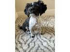 Adopt Pepe a Shih Tzu