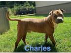 Adopt Charles a Pit Bull Terrier