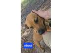 Adopt Abbott a Labrador Retriever, Pit Bull Terrier
