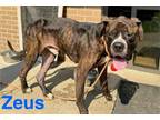 Adopt Zeus a Mastiff, Boxer