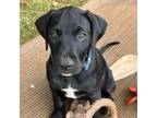 Adopt Omori a Hound, American Staffordshire Terrier
