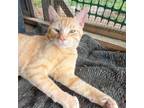 Adopt Melemele a Domestic Short Hair