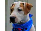 Adopt Oluolu a Hound, American Staffordshire Terrier