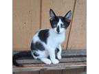 Adopt Puki a Domestic Medium Hair