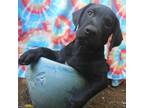 Adopt Bruce a Hound, American Staffordshire Terrier