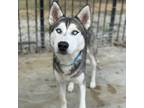Adopt Madden a Husky