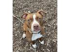 Adopt Kermit The Frog a Pit Bull Terrier