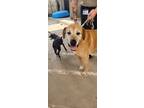 Adopt Little Joe** a Mixed Breed, Labrador Retriever
