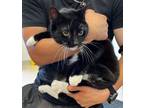 Adopt Garrus**/Mr. Kite** a Domestic Medium Hair