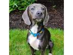 Adopt Gert a Beagle