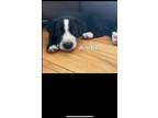 Adopt Bentley a Spaniel, Carolina Dog