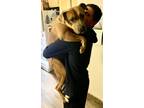 Adopt Scooby a Pit Bull Terrier
