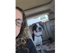 Adopt Cooper a Pointer, Hound