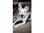 Adopt Cooper a Pit Bull Terrier