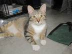 Adopt Puddy Tat a Domestic Short Hair, Tabby