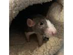 Adopt Jordan a Rat