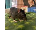 Adopt Jonathan a Rat