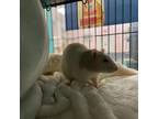 Adopt Donnie a Rat