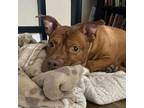 Adopt Angus a Pit Bull Terrier