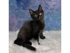 Adopt Hades a Domestic Long Hair