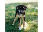 Adopt Bobinsky a Australian Shepherd, Shepherd
