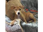 Adopt Macklin (24-109 D) a Mixed Breed