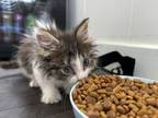 Adopt Pineapple (24-142 C) a Domestic Short Hair