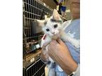 Adopt Woody (24-171 C) a Domestic Short Hair