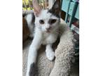 Adopt Mr. Potato Head (24-172 C) a Domestic Short Hair