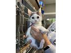Adopt Buzz Lightyear (24-170 C) a Domestic Short Hair