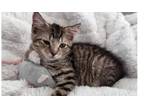 Adopt Snoop a Domestic Short Hair, Tabby