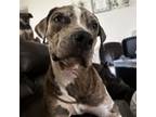 Adopt Sherlock a Pit Bull Terrier