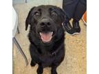 Adopt Gemini a Labrador Retriever