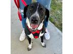 Adopt Garrett a Dalmatian, Mountain Cur