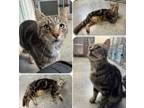 Adopt Leo a Domestic Short Hair